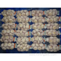 Good Quality Regular White Garlic